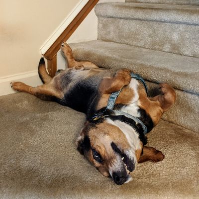 Bernard, the Bagel Hound