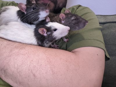 The boys. Finn, Jake, and Steve